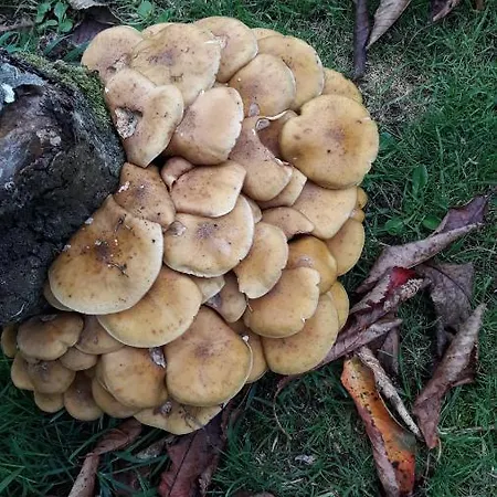 Nyaraló A Casa De Felisa